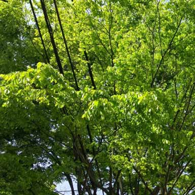 電線にかかった枝イメージ
